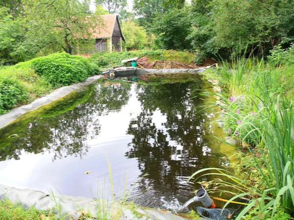 Natural swimming pond in a backyard
