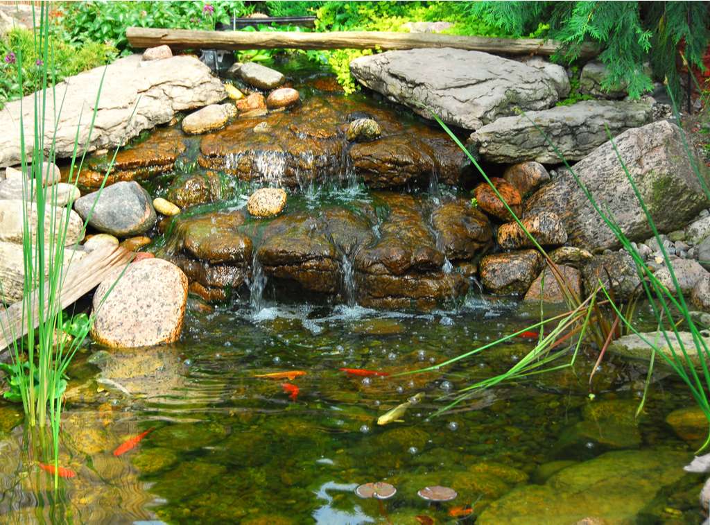 Aquatic plants in pond