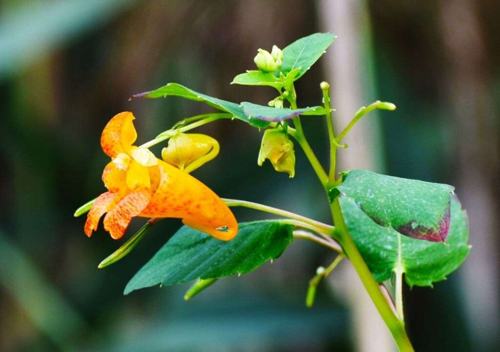 Jewelweed