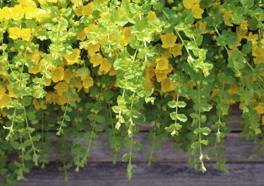 golden creeping jenny