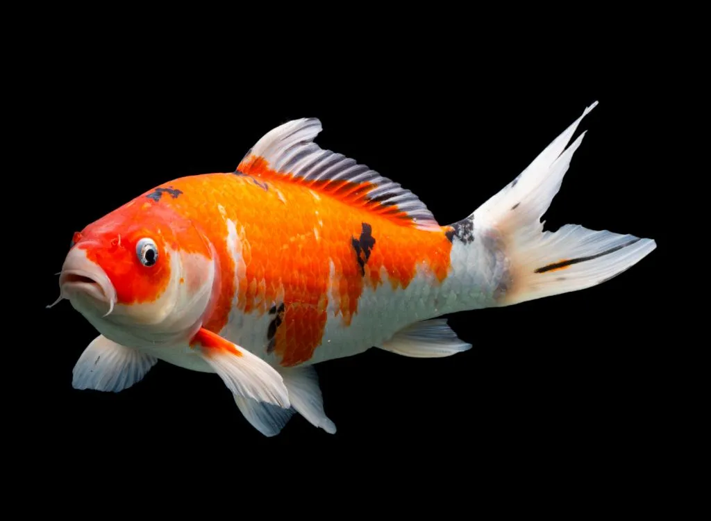 A Taisho Sanke koi