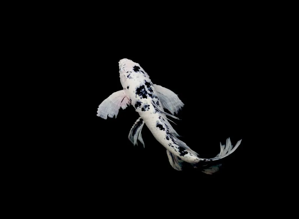 Black and white Utsurimono koi