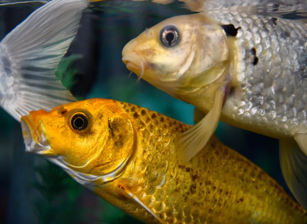 Gold and silver koi