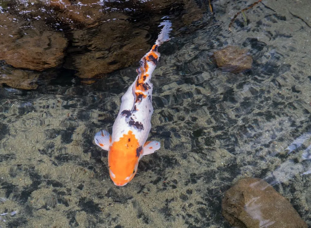 Gosanke koi