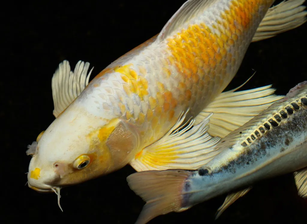 Yellow koi fish of the Butterfly variety