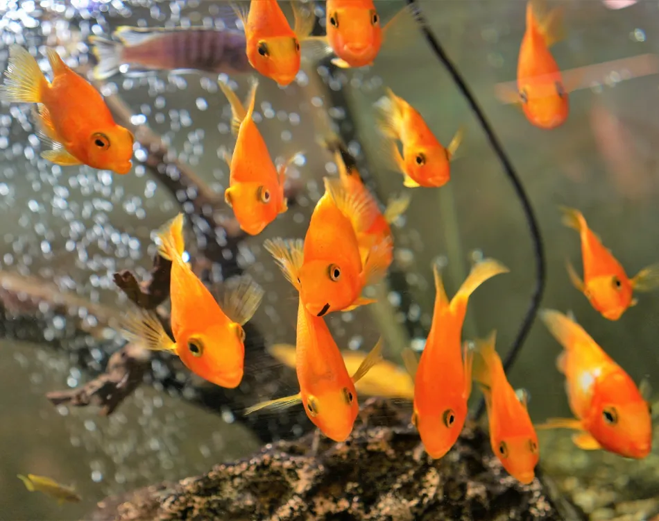 Aeration with goldfish