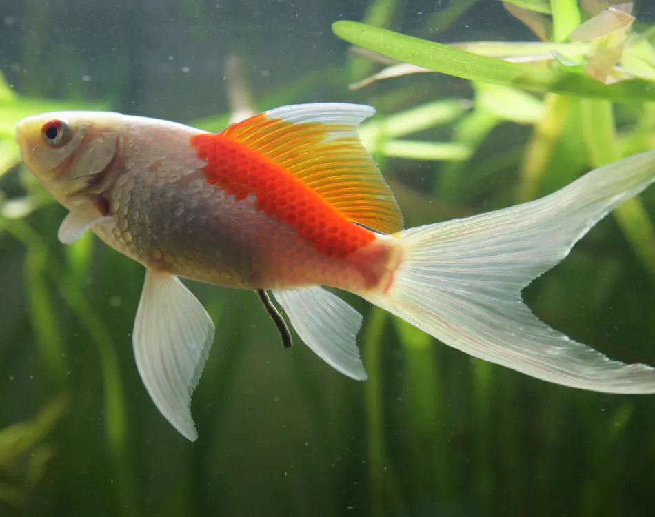 Fancy goldfish in pond