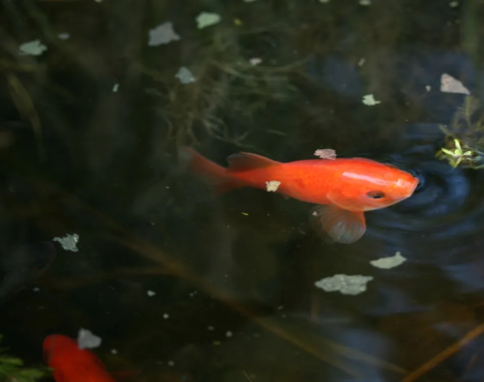 Goldfish eating flake fish food