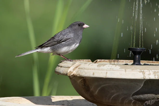 Bird on birdbath fountain