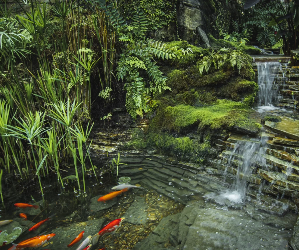 koi pond with waterfall