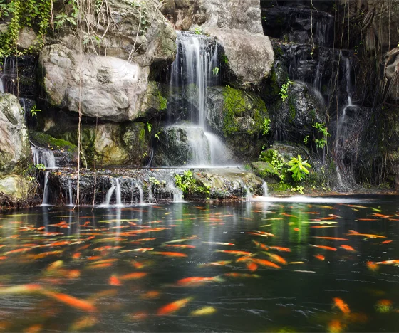 Koi fish swimming in a pond near a waterfall.